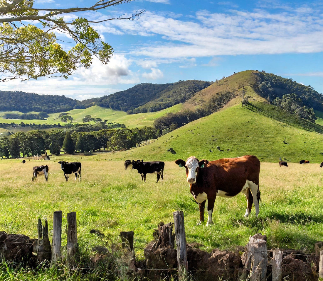 Premium Grass-Fed Australian Beef Jerky & Biltong – Taste the Difference with Nungra Nibbles