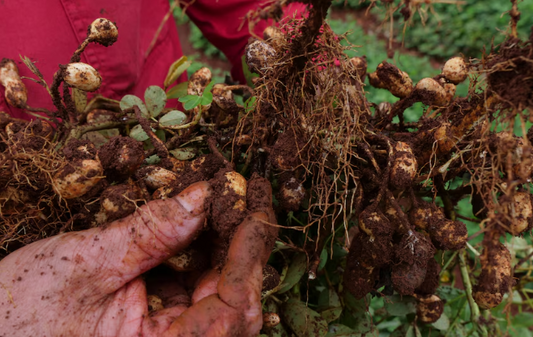Peanuts: A Heart-Healthy, Nutrient-Packed Snack